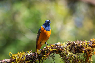 Bird,beautiful male Rufous-bellied Niltava - Wild birds on Doi Inthanon of Thailand.