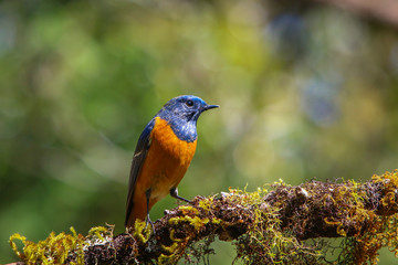 Bird,beautiful male Rufous-bellied Niltava - Wild birds on Doi Inthanon of Thailand.