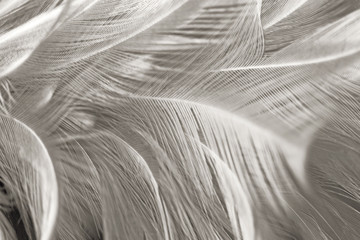 Black and white vintage color trends chicken feather texture background,Interior soft luxury gray heaven angels,Modern image used for design living room,office and others