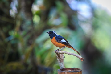 Daurian Redstart ,Bird,Wild birds