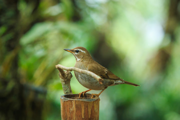 Grey-winged Blackbird,Bird,Wild birds