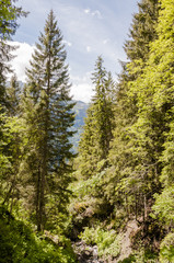 Fototapeta premium Wengen, Dorf, Bergdorf, Wengeneralp, Alpen, Schweizer Berge, Berner Oberland, Waldweg, Wanderweg, Sommer, Schweiz