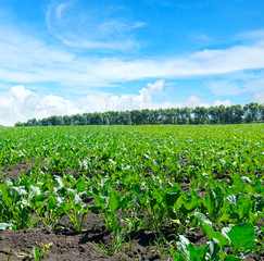 green beet field and blue sky