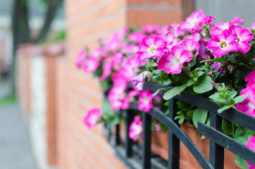 petunia in a pot and brick wall