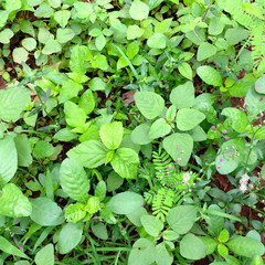 plant on the ground in the forest background