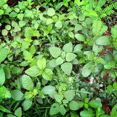 plant on the ground in the forest background