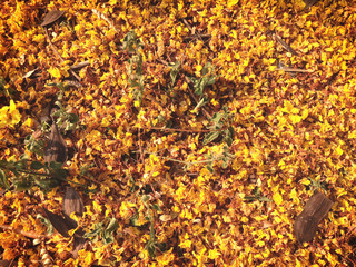yellow flower petals on the floor