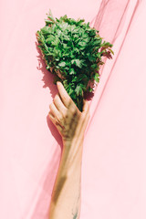 hands holding a bunh of parsley, like flowers, on trendy  background