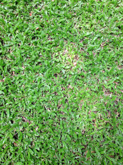 Green grass seamless texture background