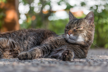 Katze liegt entspannt auf Terrasse