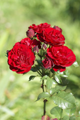 Red rose flower in the garden.