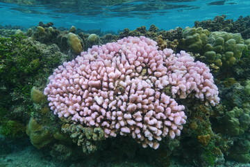 Pink cauliflower coral Pocillopora in shallow water, Pacific ocean, French Polynesia