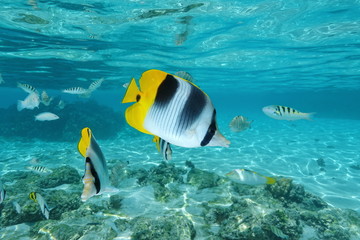 Tropical fish, Pacific double-saddle butterflyfish, Chaetodon ulietensis, underwater in the lagoon of Moorea, Pacific ocean, French Polynesia