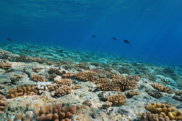 Underwater landscape on the ocean floor, corals on the upper fore-reef slope of Huahine island, Pacific ocean, French Polynesia