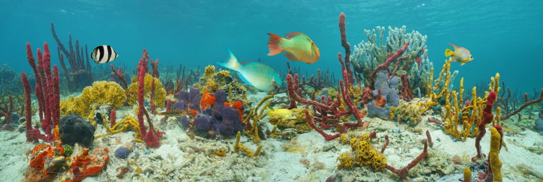 Underwater panorama, seabed with colorful marine life composed by sea sponges, corals and tropical fish, Caribbean sea