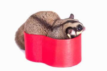 Cute sugar glider in red gift box