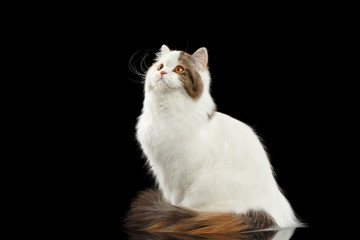 Portrait of Scottish Highland Straight Cat, White with Red Color of Fur, Sitting and Curious Looking up, Isolated Black Background, Side view