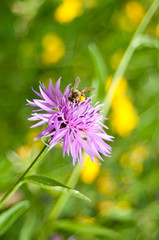 abeille sur centaurée Jacea