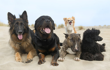 dogs on beach