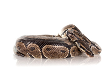 Snake