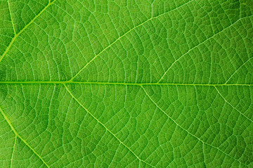 Fototapeta na wymiar natural background, structure of green leaf