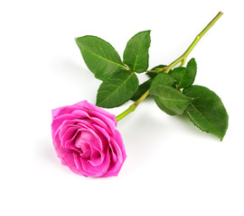 pink rose  isolated on the white background