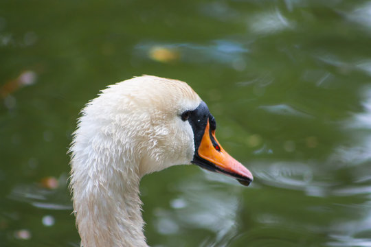 White graceful swan