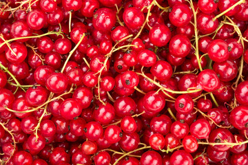 Red currants background