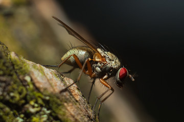 Fly on the tree