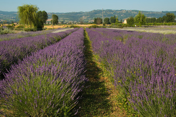 Naklejka na ściany i meble Lavender field in Provence 