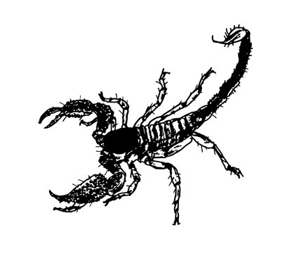 skorpion illustration design