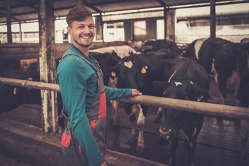 Young farmer feeding in the cowshed in dairy farm.