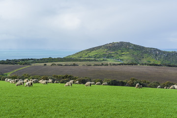 Fototapeta na wymiar Grazing Sheep On Farm Land Near Kings Beach, South Australia. Pa
