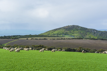 Obraz premium Grazing Sheep On Farm Land Near Kings Beach, South Australia. Pa