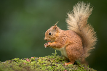 Red Squirrel Eating