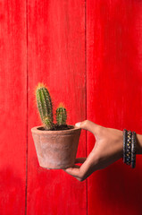 Hand holding a potted cactus