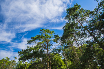Obraz premium Green branches of a pine against the blue sky