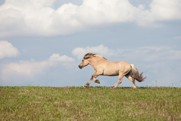 Fototapeta na wymiar Nice horse running