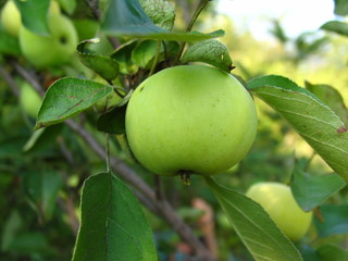 organic apples on the tree