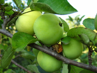 organic apples on the tree