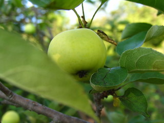 organic apples on the tree