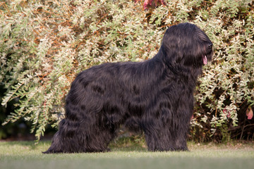 Portrait of nice briard