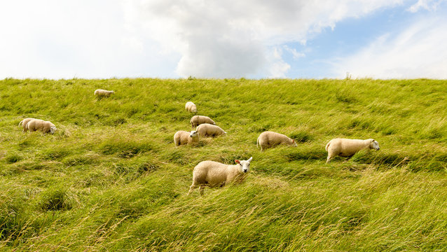 Sheep walking through high grass on a dike