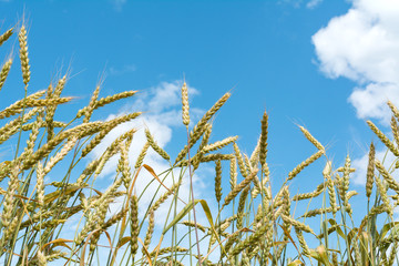 Fototapeta premium ear of wheat against the sky