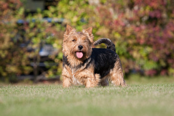 Portrait of nice norwich terrier