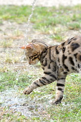 Chat jouant avec de l'eau
