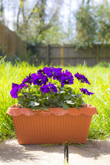 Flowers of Viola in pot