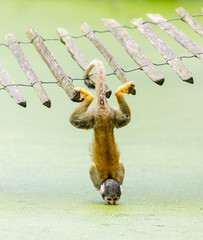 Squirrel monkey - drinking water up-side down