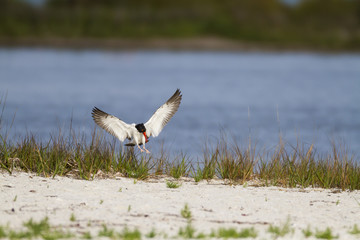 Oystercatcher wings spread