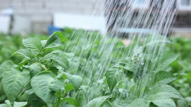 Watering Green Popato Plants
